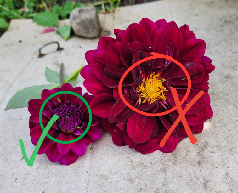 Flower Field do-don't 1 {Rustic Roots Farm LLC}.png