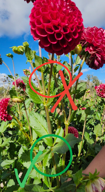 Flower Field do-don't 2 {Rustic Roots Farm LLC}.png