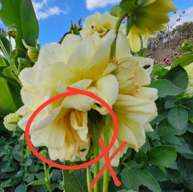 Flower Field do-don't 3 {Rustic Roots Farm LLC}.png