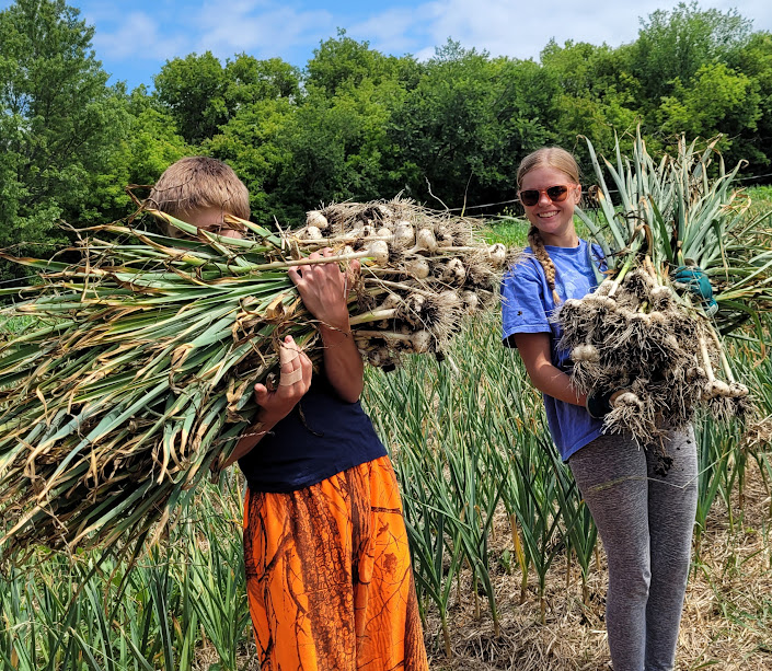 Garlic Harvest {Rustic Roots Farm LLC}.jpg