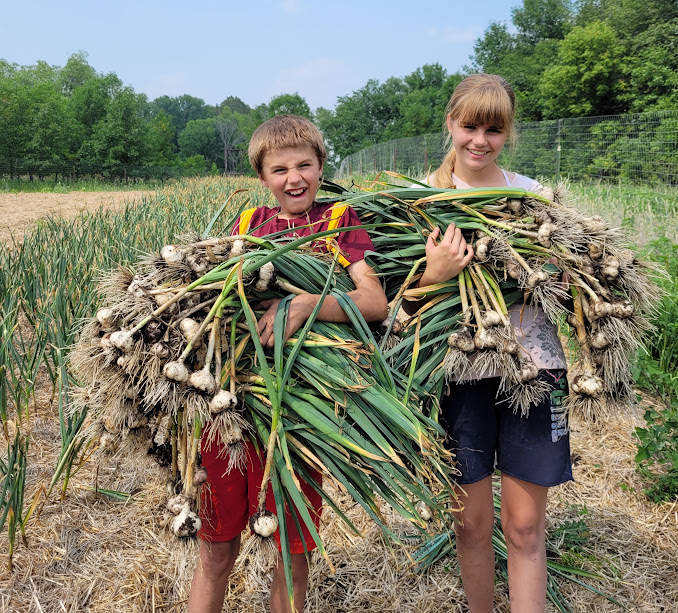 Garlic Harvest OG {Rustic Roots Farm LLC}.jpg