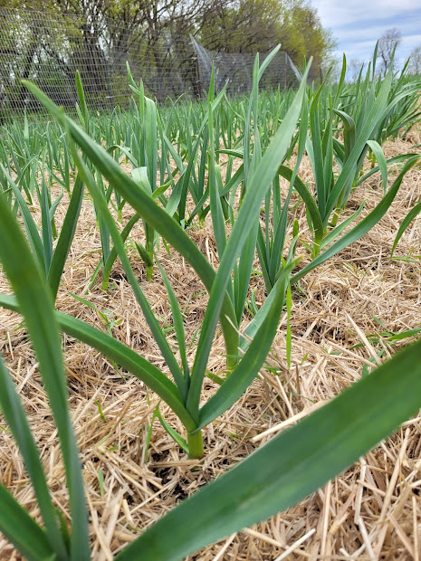 Garlic growing {Rustic Roots Farm LLC}.jpg