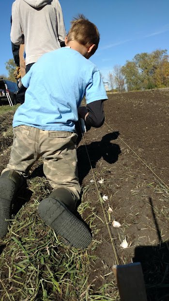 Garlic planting 2 {Rustic Roots Farm LLC}.jpg
