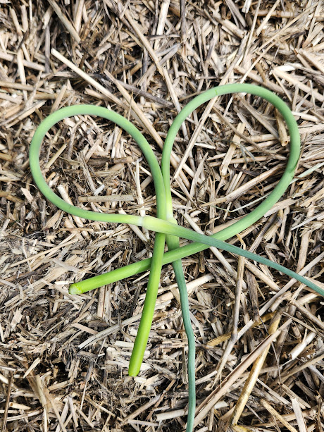 Garlic scape heart {Rustic Roots Farm LLC}.jpg