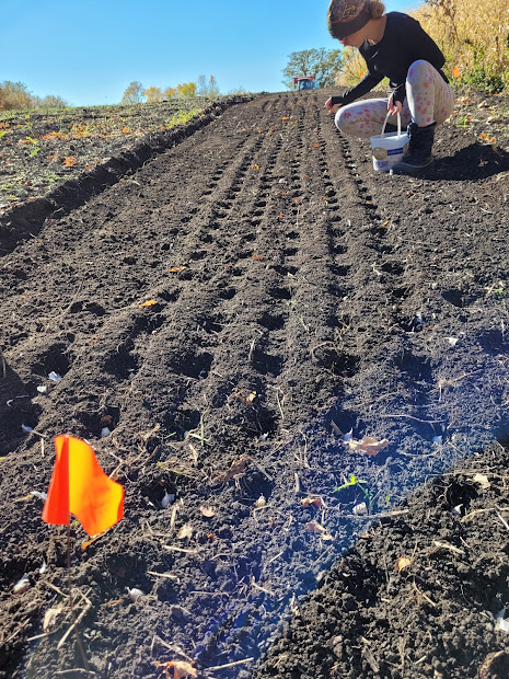 Planting garlic {Rustic Roots Farm LLC}.jpg