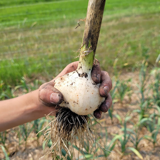 big bulb - hardneck garlic {Rustic Roots Farm LLC}.jpg