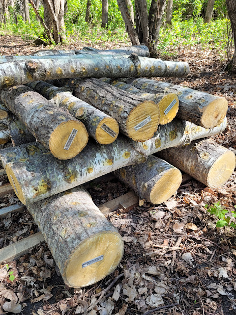 mushroom log 4.jpg