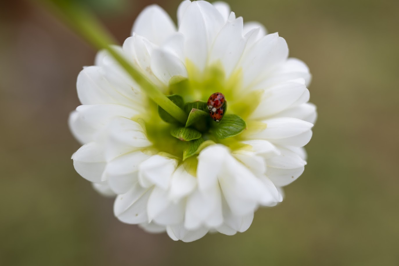 Dahlia and Lady Bugs {Rustic Roots Farm LLC-Scott Streble Photography}.jpg