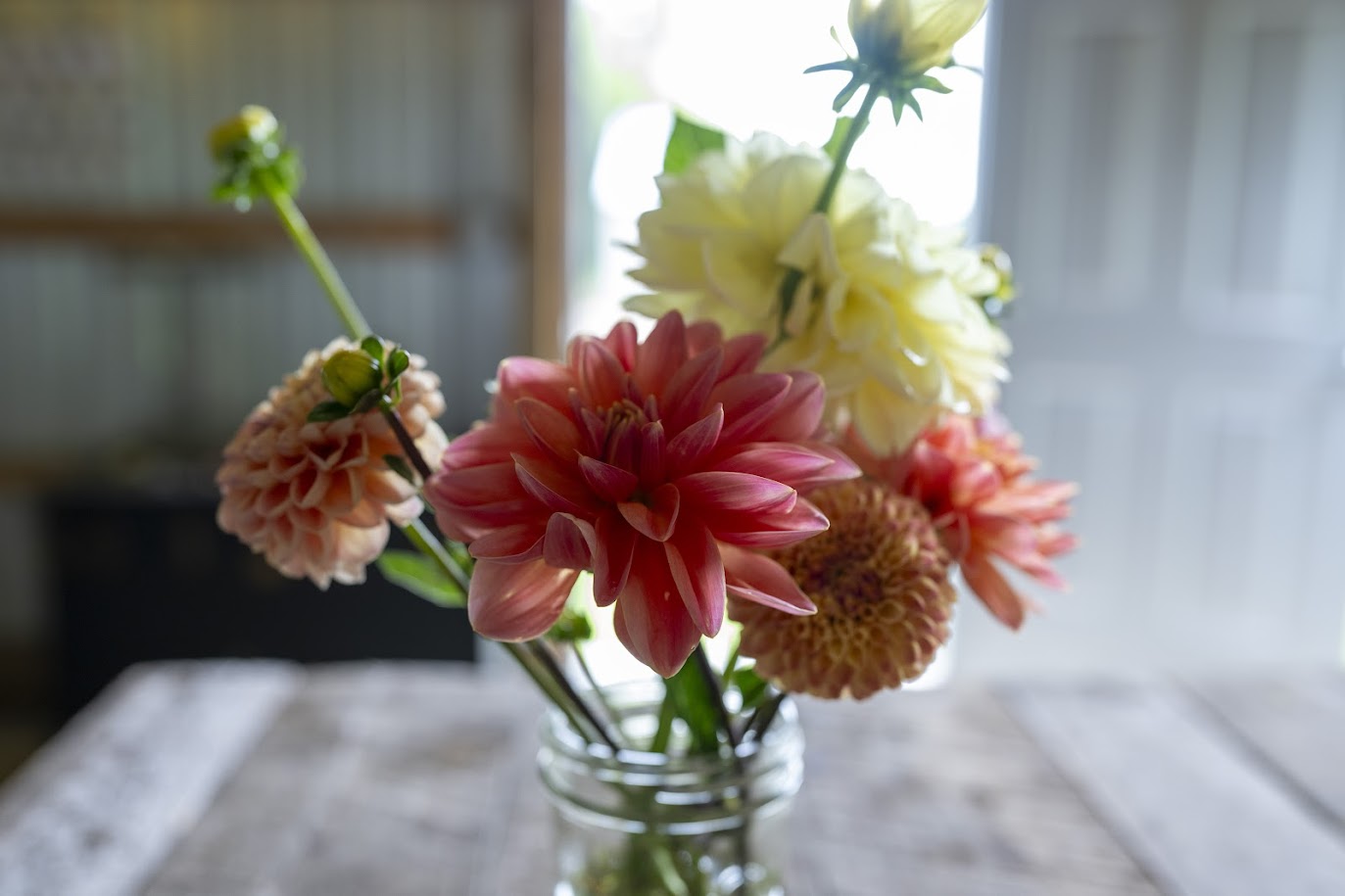 Dahlias 2 {Rustic Roots Farm LLC-Scott Streble Photography}.jpg