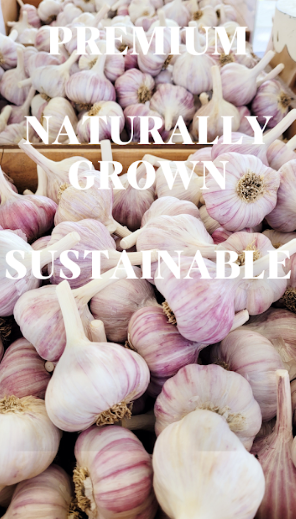 Garlic cover resize 4.png