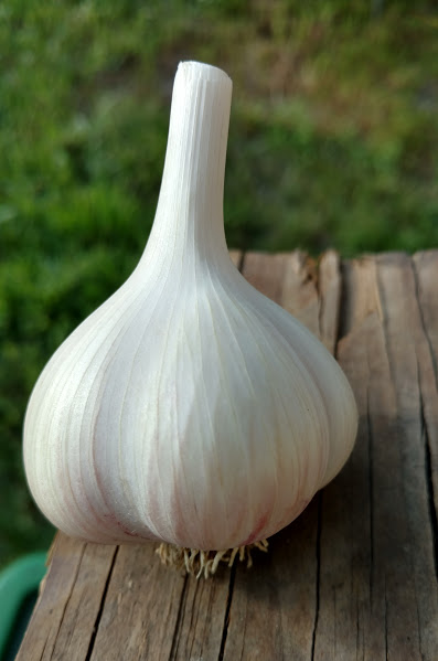 garlic.jpg